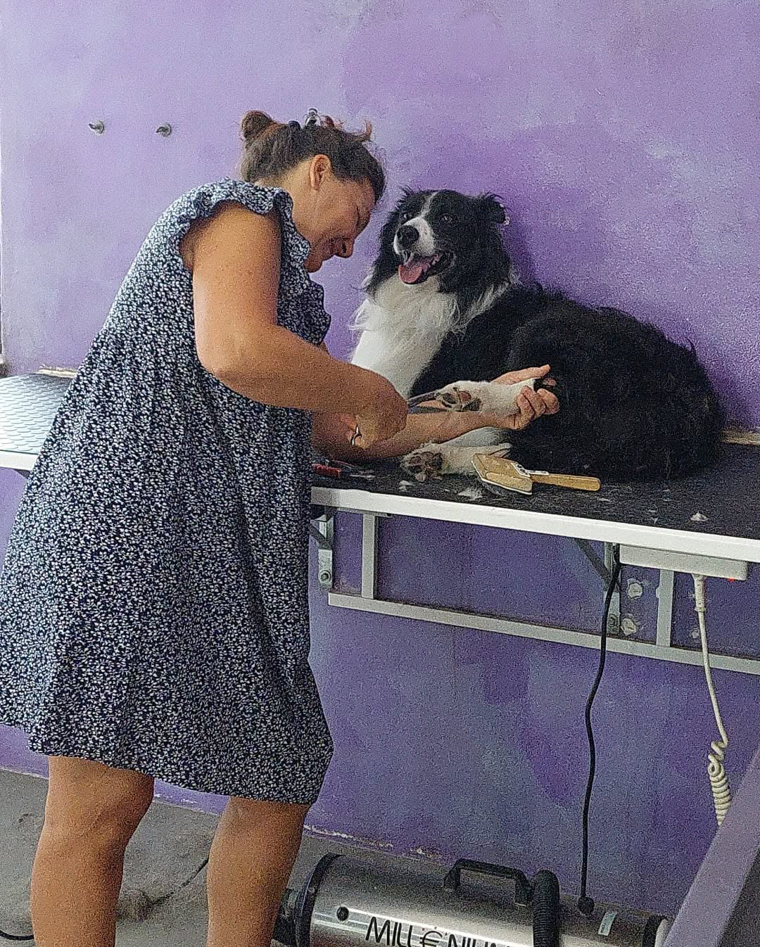 Toelettatura cani e gatti